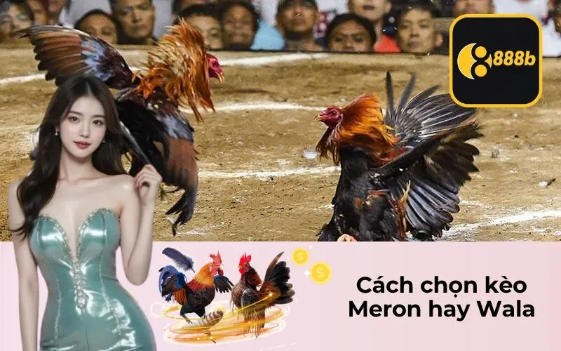 Cách chọn kèo Meron hay Wala