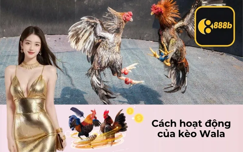 Cách hoạt động của kèo Wala