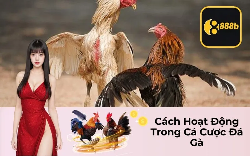 Cách Hoạt Động Trong Cá Cược Đá Gà