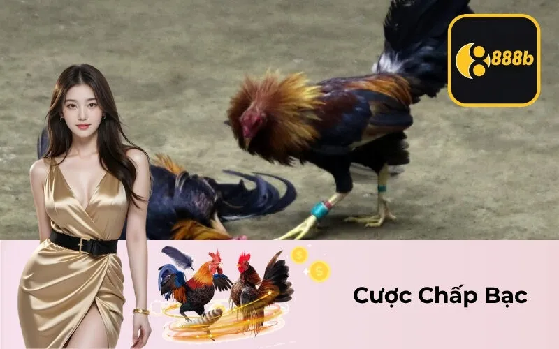 Cược Chấp Bạc