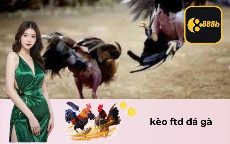 kèo ftd đá gà
