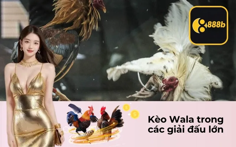 Kèo Wala trong các giải đấu lớn