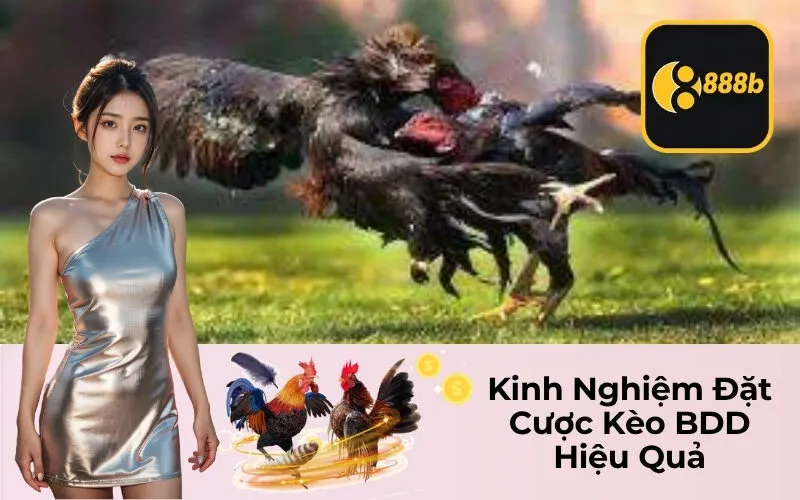 Kinh Nghiệm Đặt Cược Kèo BDD Hiệu Quả