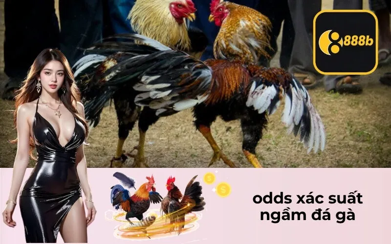 odds xác suất ngầm đá gà