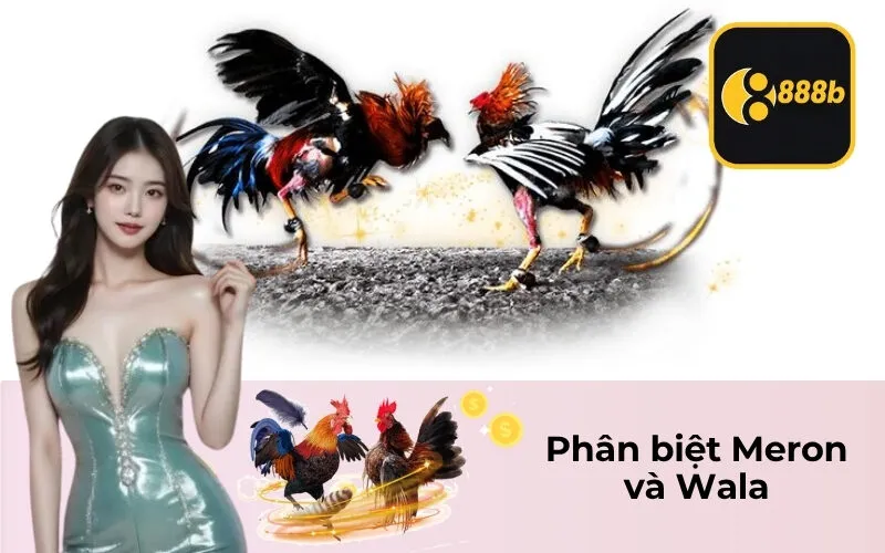 Phân biệt Meron và Wala