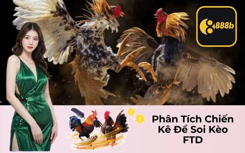 Phân Tích Chiến Kê Để Soi Kèo FTD