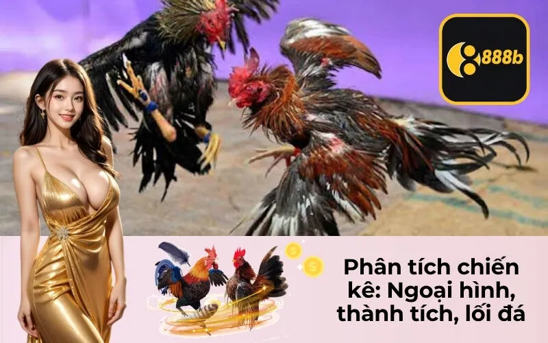 Phân tích chiến kê: Ngoại hình, thành tích, lối đá