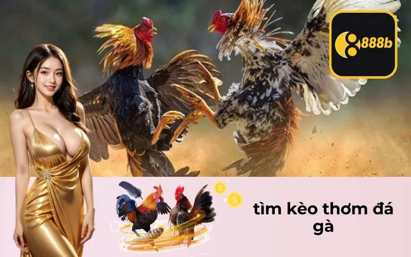 tìm kèo thơm đá gà
