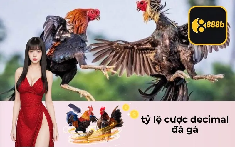 tỷ lệ cược decimal đá gà