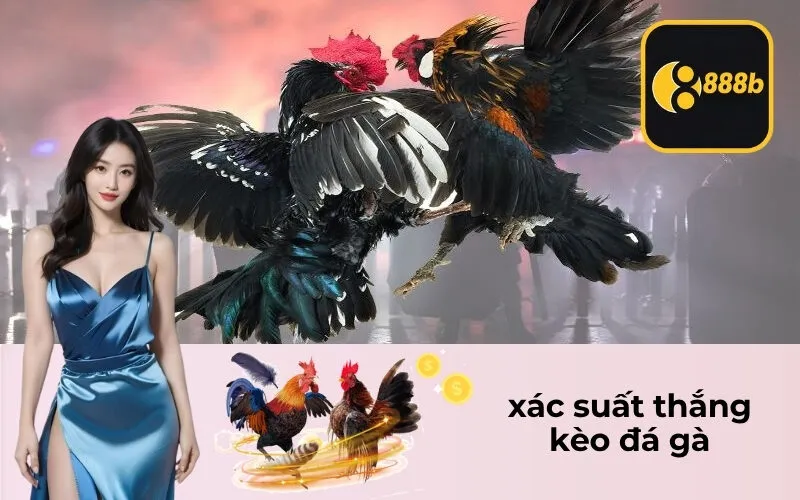 xác suất thắng kèo đá gà